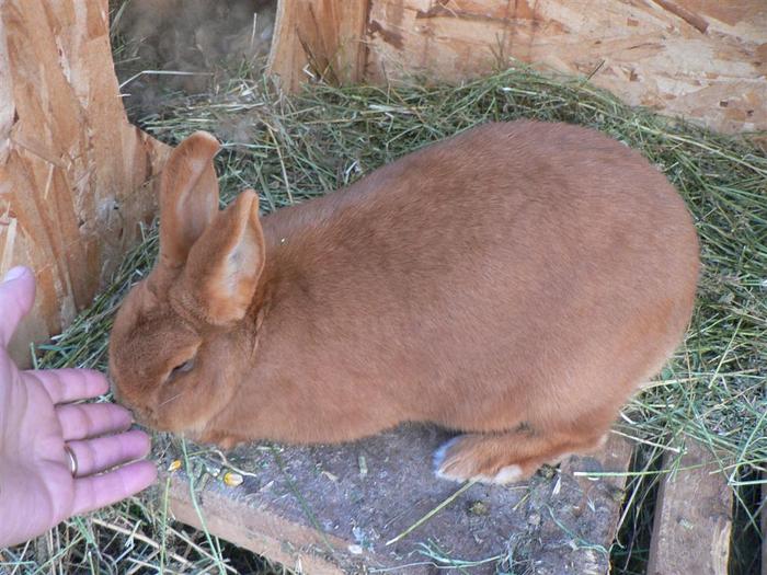 Agresiva - mamica buna; Agresiva - a batut-o pe &quot;Ranita&quot; cand au fost mici. Acum este proaspata mamica pentru prim
