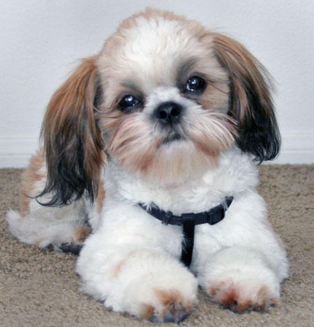 tashi_shih_tzu_01.jpg_w450