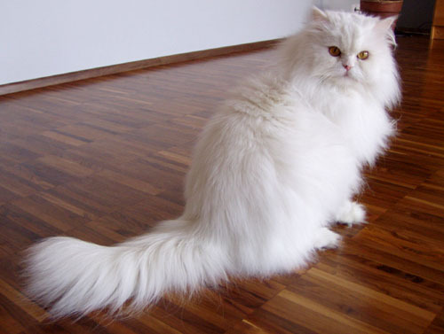 the_persian_cat