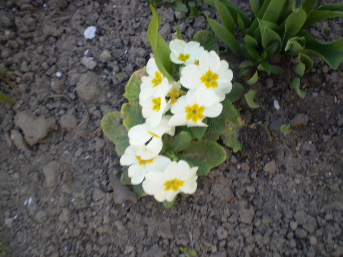 primula - primele flori 2011