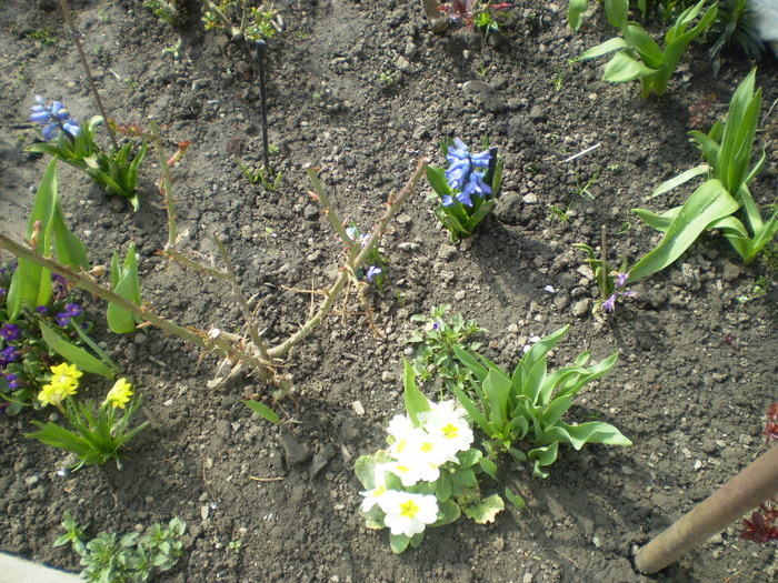 flori de primavara - primele flori 2011