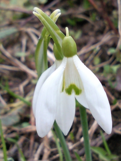 SNC00028 - florile mele