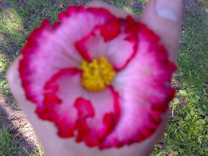 begonia - florile mele