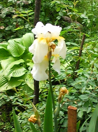 iris - florile mele