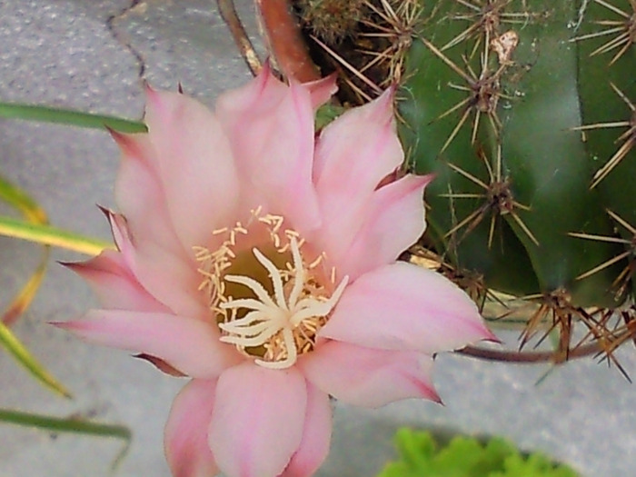 prima floare de cactus - florile mele