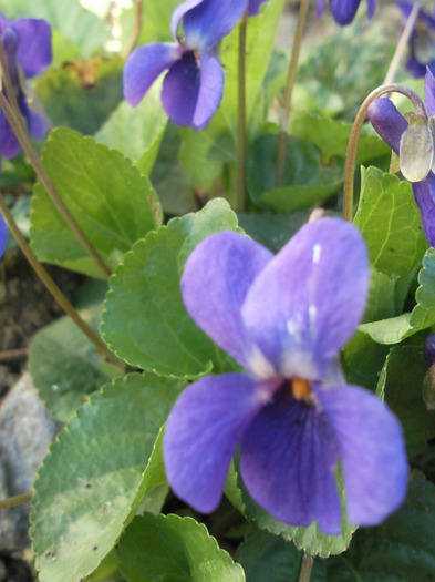 toporasi in gradina - florile mele