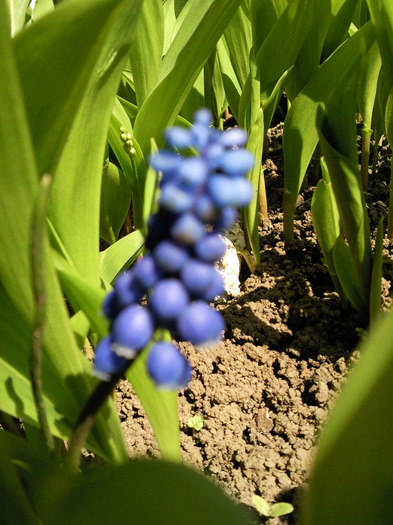 muscari - florile mele