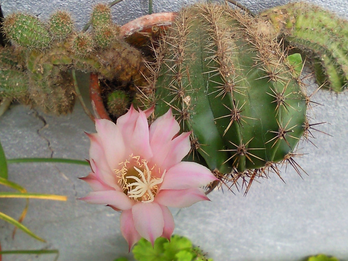 cactusul meu a inflorit - florile mele