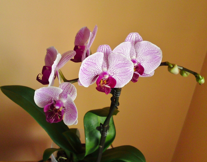  - Orhidee phalaenopsis