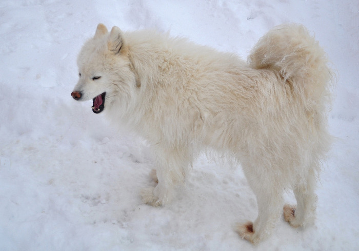 samoyede - Animalutele mele