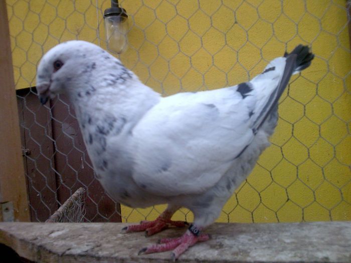 F-2010 - 3-ARHIVA AGH I