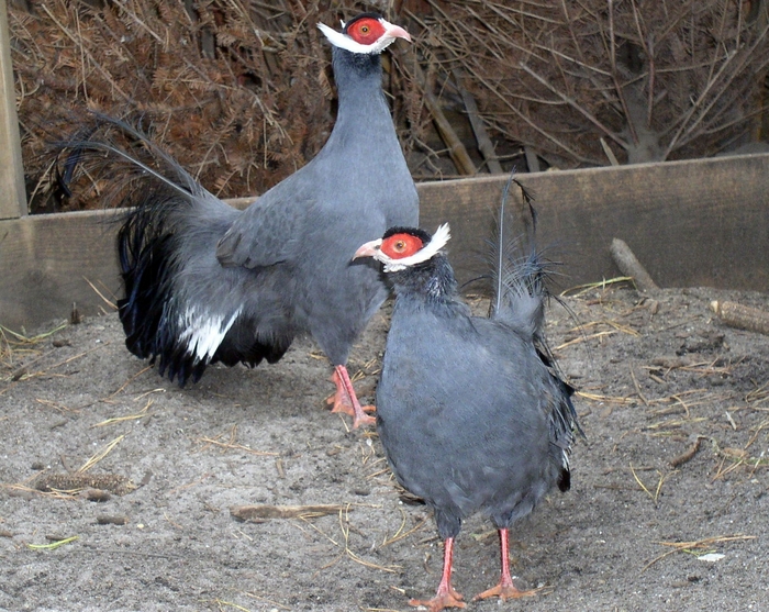 Blue Eared Pheasant