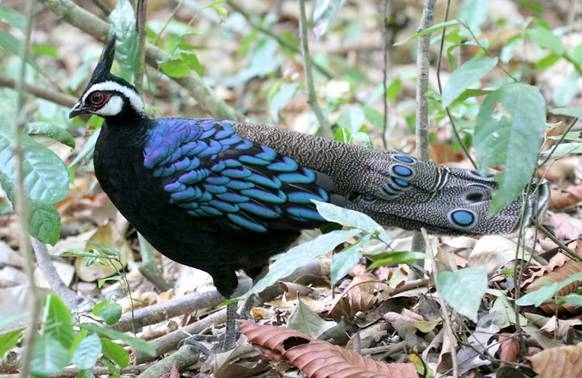 Bornean Peacock-pheasant - FAZANII