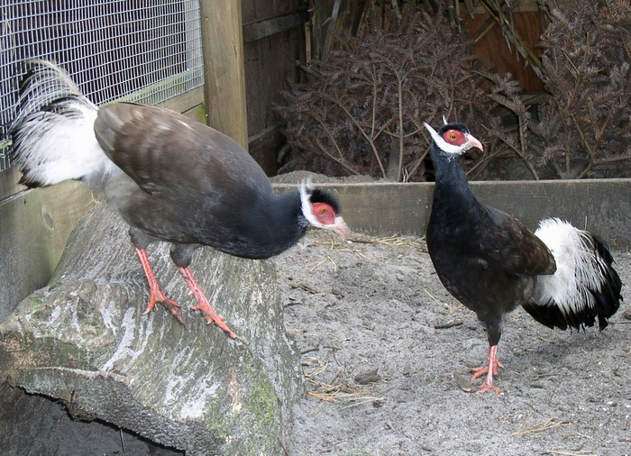 Brown Eared Pheasant