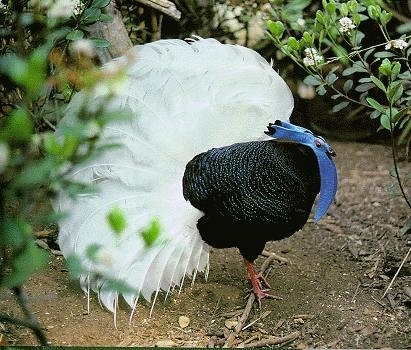 Bulwers Pheasant - FAZANII