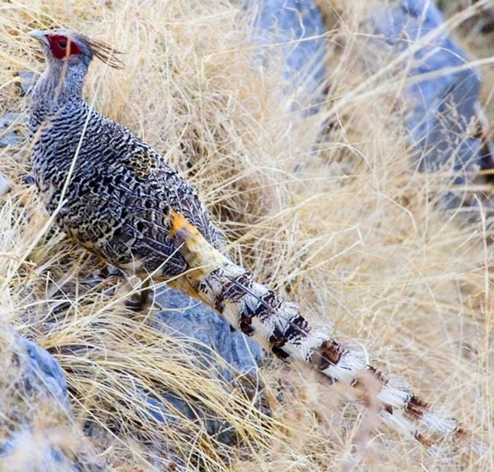 Cheer Pheasant