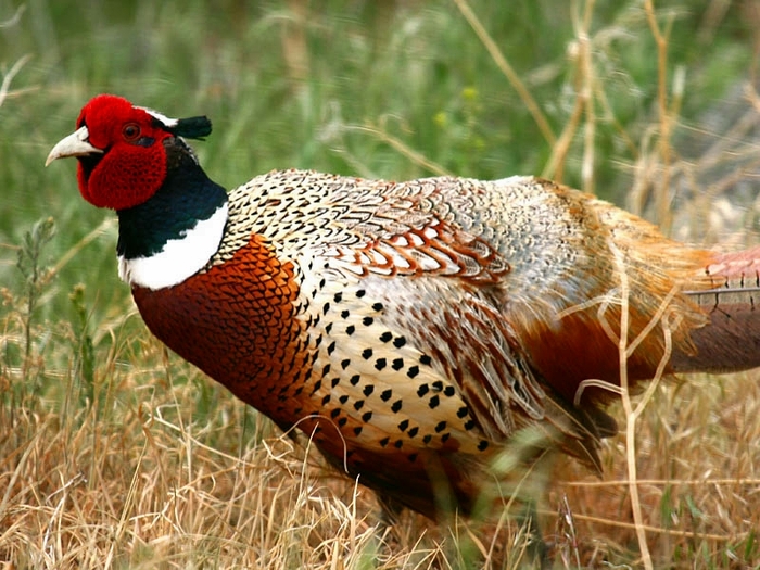 Chinese Ring-necked Pheasants