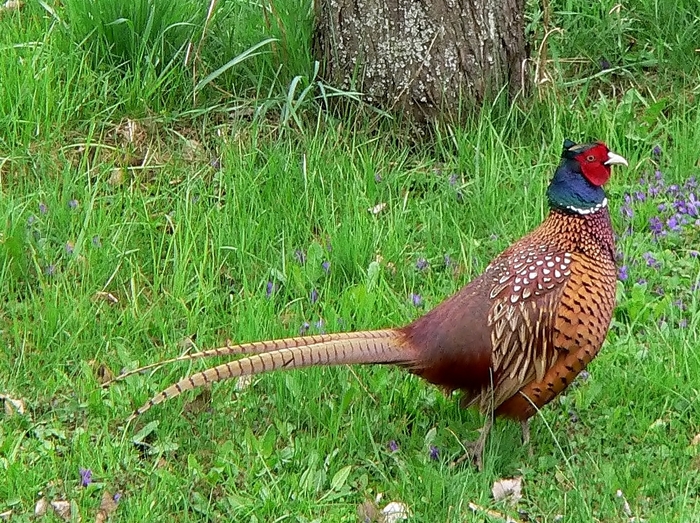 Common Pheasant - FAZANII