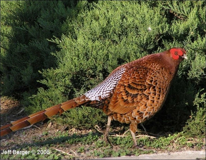 Copper Pheasant