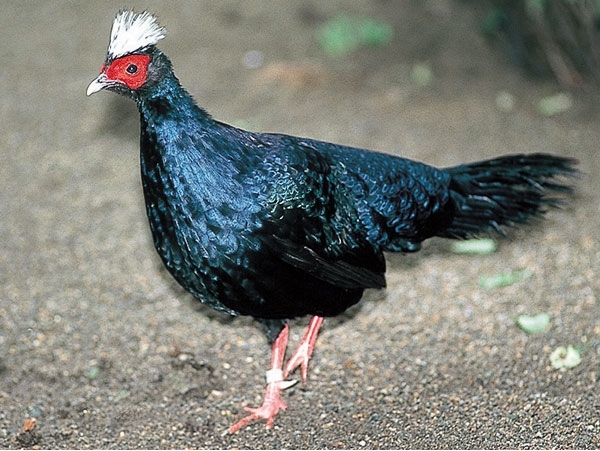 Edwardss Pheasant - FAZANII