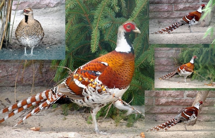 Elliots Pheasant - FAZANII