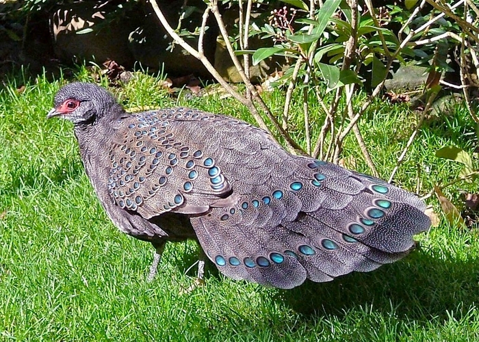 Germains Peacock-pheasant - FAZANII