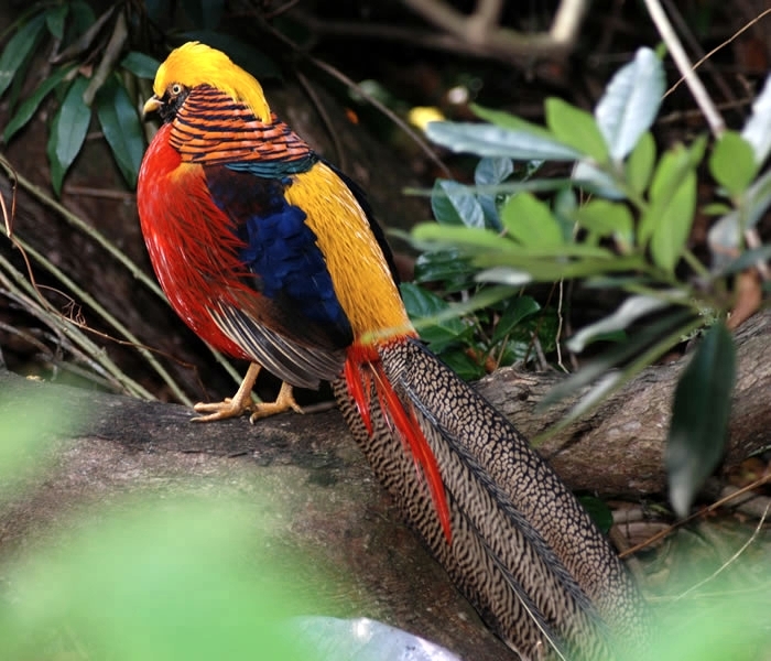 Golden Pheasant - FAZANII