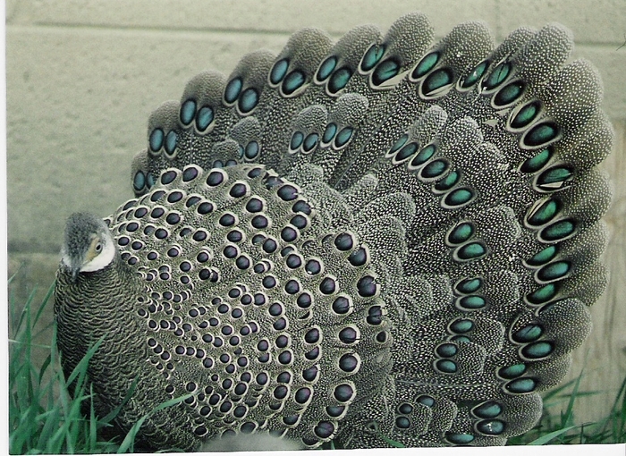 Grey Peacock-pheasant