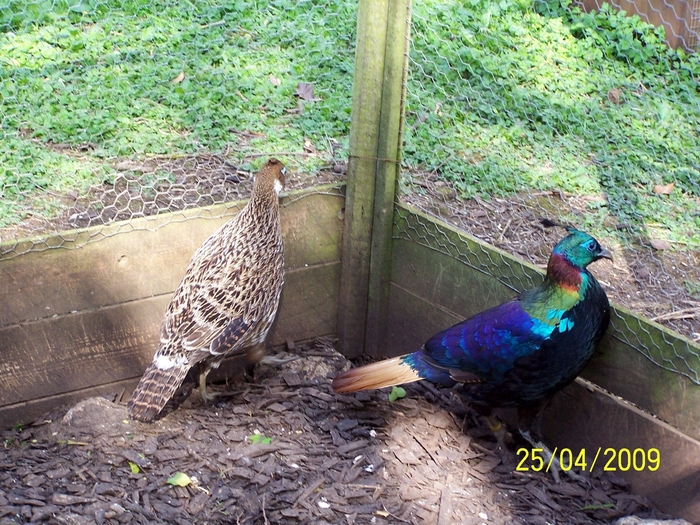 Himalayan Pheasant - FAZANII