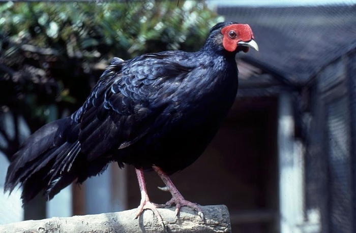 Imperial Pheasant