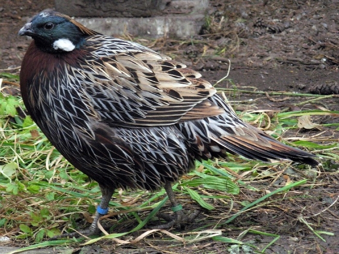 Koklass Pheasant