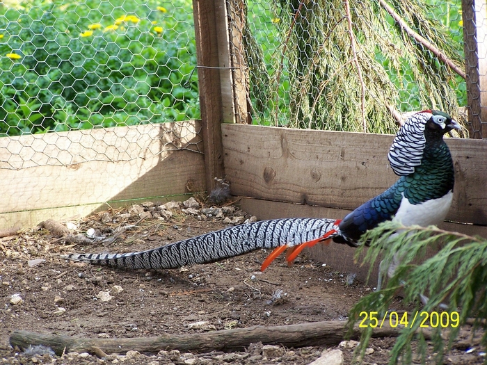 Lady Amhersts Pheasant