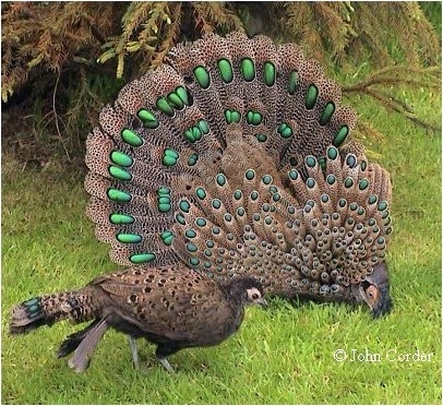 Malayan Peacock-pheasant - FAZANII