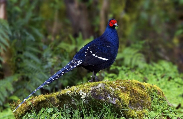 Mikado Pheasant