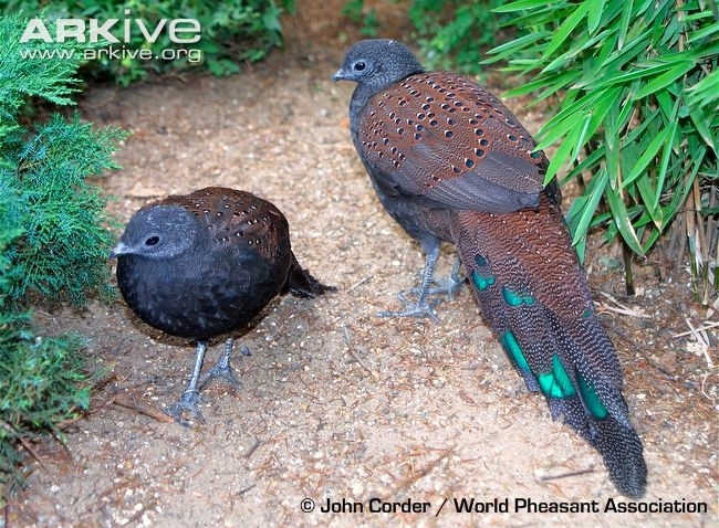 Mountain Peacock-pheasant