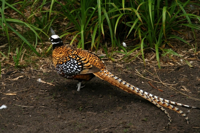 Reevess Pheasant - FAZANII