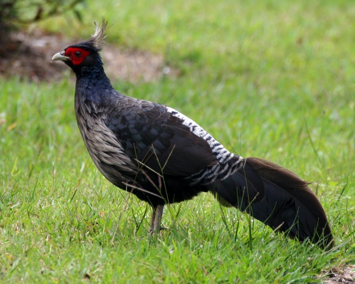 Salvadoris Pheasant - FAZANII