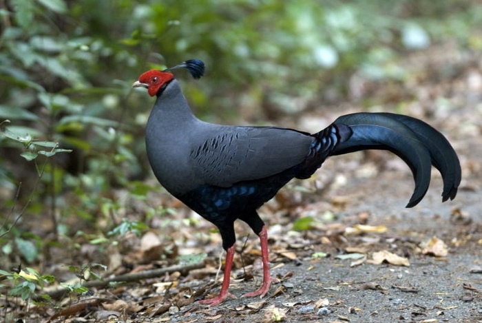 Siamese Fireback