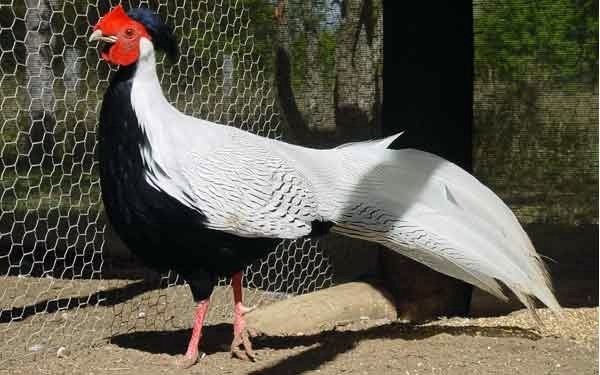 Silver Pheasant - FAZANII