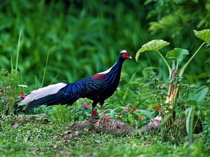 Swinhoes Pheasant - FAZANII