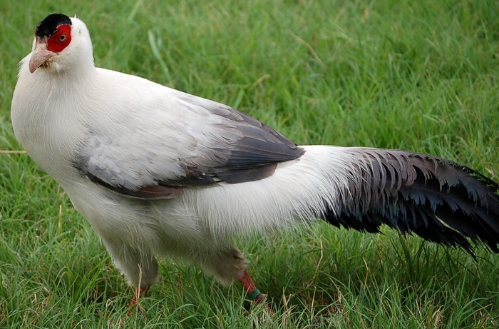 White Eared Pheasant