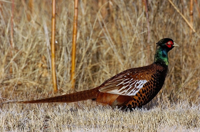 White-winged Pheasants