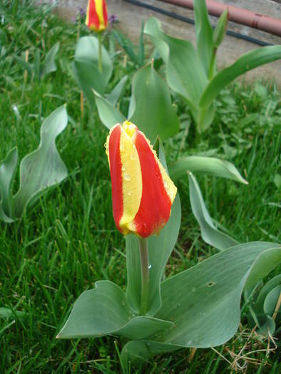 Tulipa Stresa (2009, April 01) - Tulipa Stresa