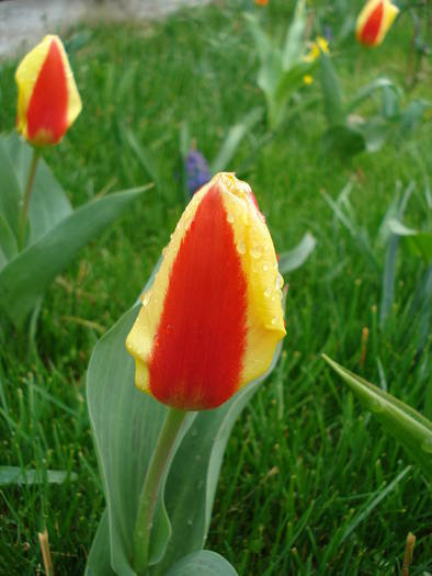 Tulipa Stresa (2009, April 01)