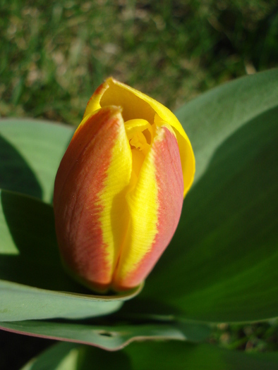 Tulipa Stresa (2010, March 25) - Tulipa Stresa