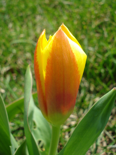 Tulipa Stresa (2010, March 25)