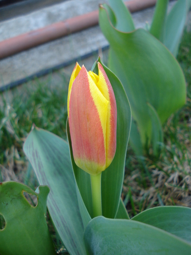 Tulipa Stresa (2010, March 26)