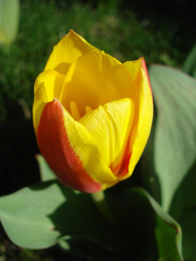 Tulipa Stresa (2010, March 26)