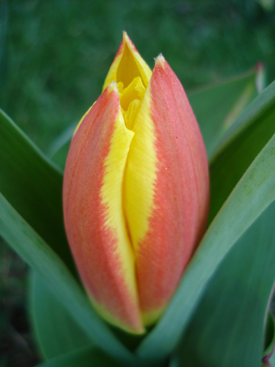 Tulipa Stresa (2010, March 26) - Tulipa Stresa
