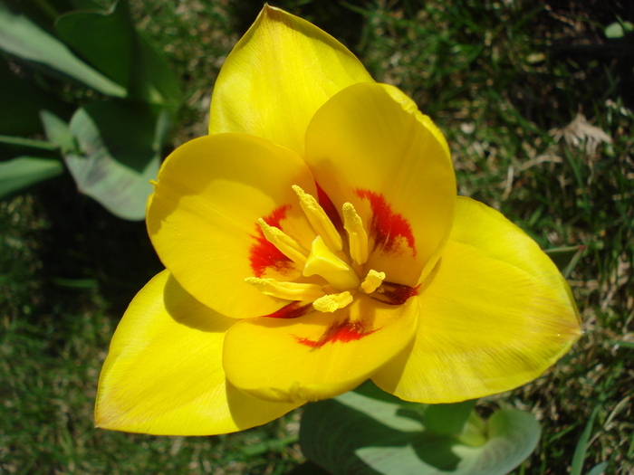 Tulipa Stresa (2010, March 26)